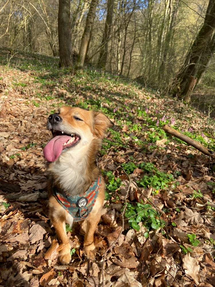 Hundetreffen-Hundefreunde gesucht-Profilbild