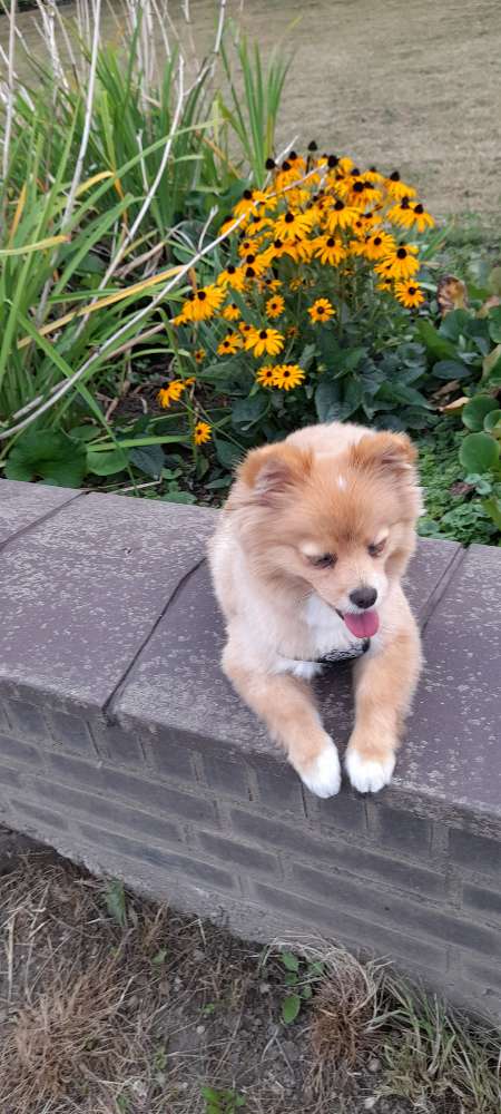 Hundetreffen-Welpen treffen in Dormagen-Profilbild