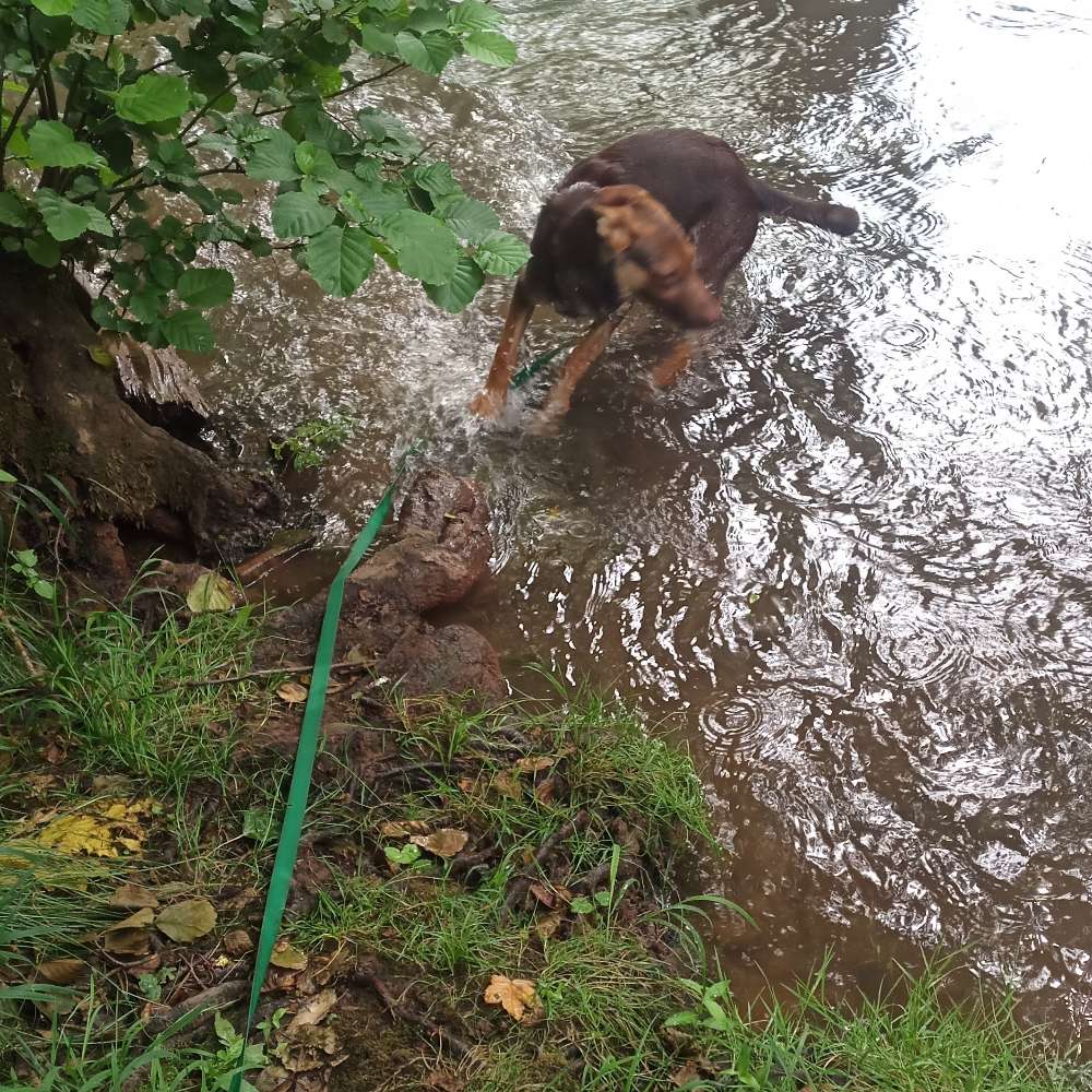 Hundetreffen-Spazieren und toben im Raum Eppelborn-Profilbild