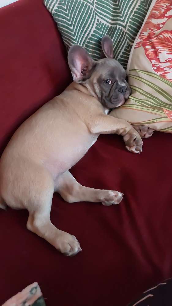 Hundetreffen-Margot sucht Freunden-Profilbild