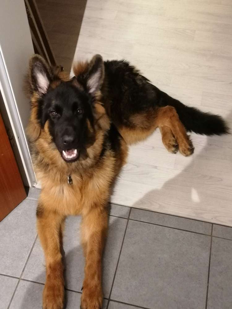 Hundetreffen-Hagen-Profilbild