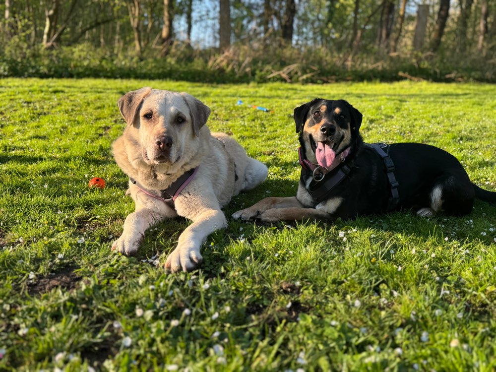 Hundetreffen-Tobepartner & Spazierfreunde gesucht!-Profilbild