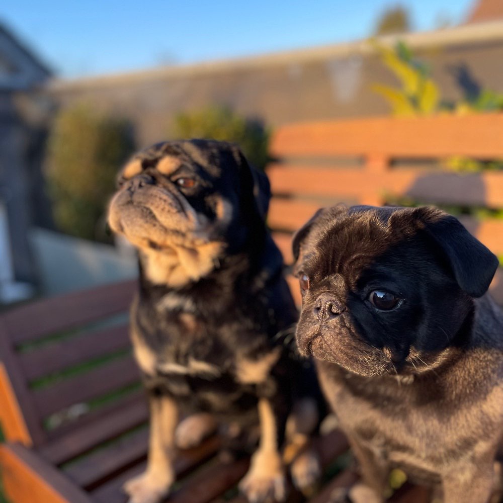 Hundetreffen-Spielen und Toben-Profilbild