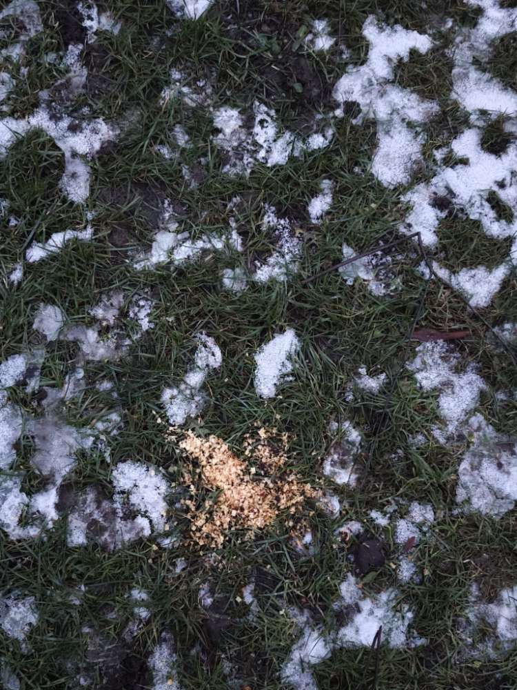 Giftköder-Sieht komiach aus-Profilbild