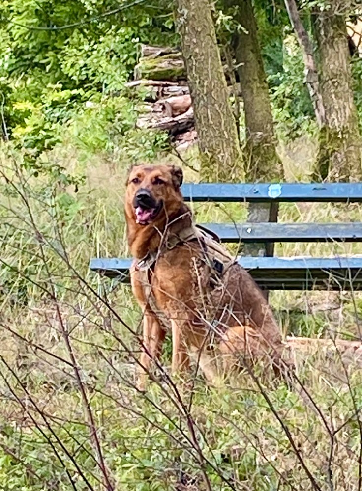 Hundetreffen-Social Walk-Profilbild