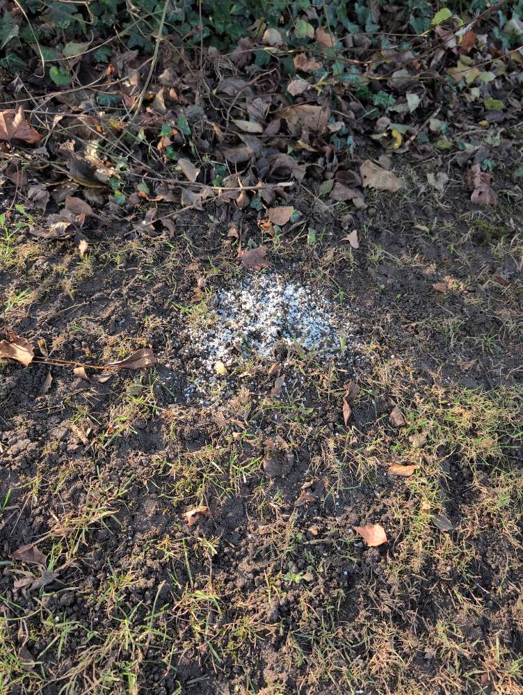 Giftköder-Giftköder-Profilbild