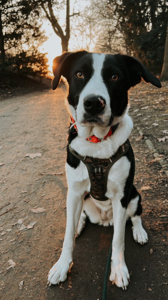 Hundetreffen-Kiyo sucht einen Freund zum Gassi gehen oder spielen 🐾-Profilbild