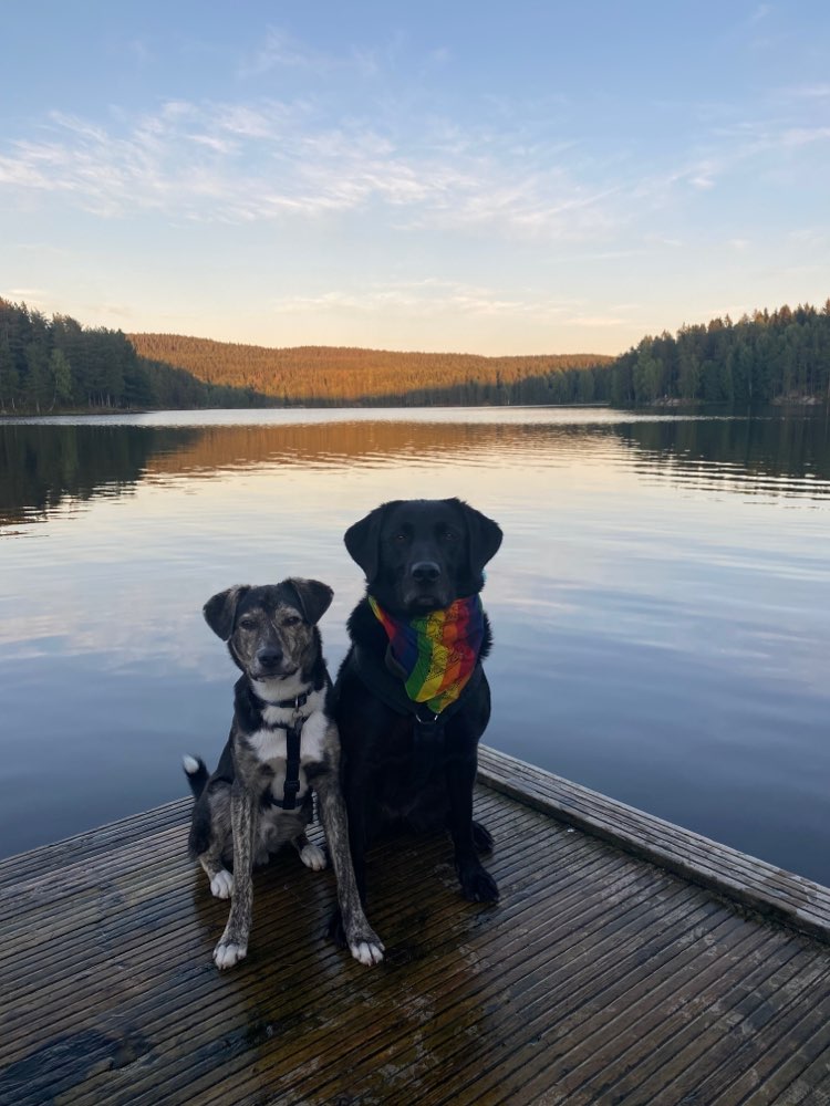 Hundetreffen-Hundesitter gesucht 🐕🐕-Profilbild