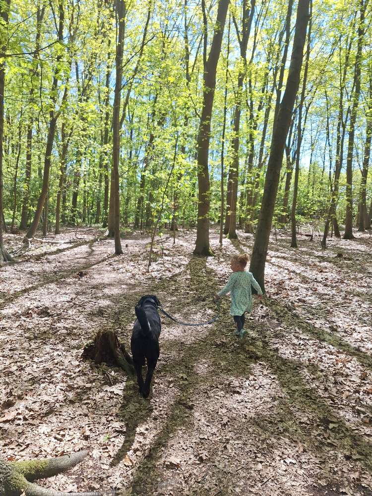 Hundetreffen-Gassi und Spielrunde-Profilbild