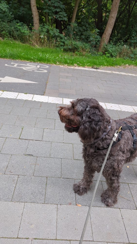 Hundetreffen-Gemeinsames Gassi-Gehen-Profilbild