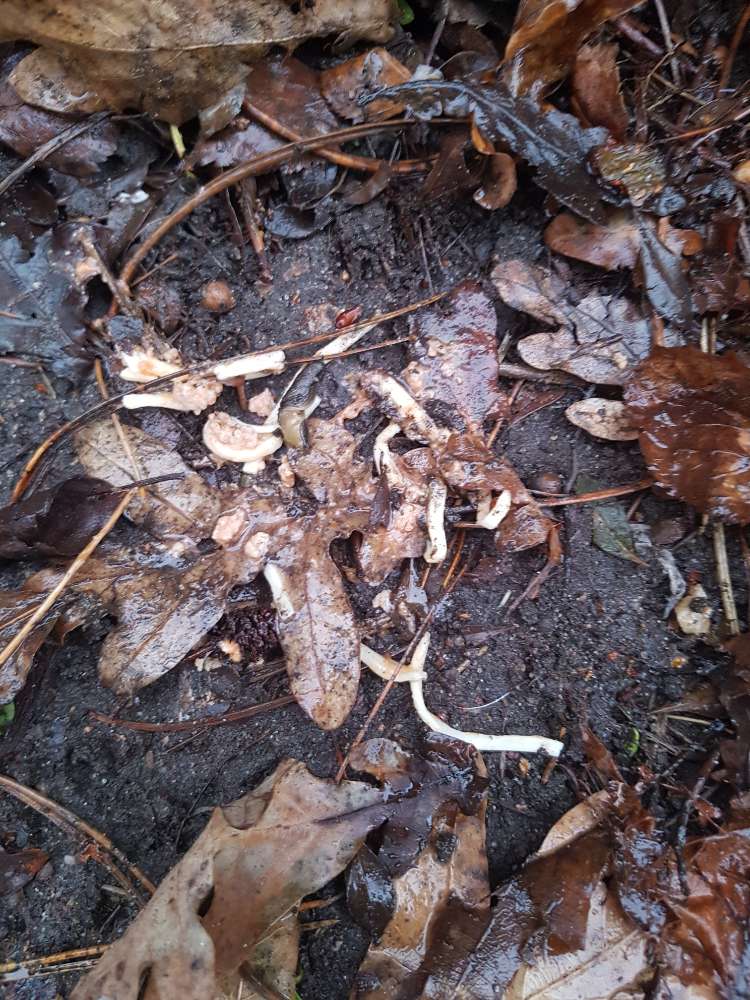 Giftköder-Villt.Giftköder-Profilbild