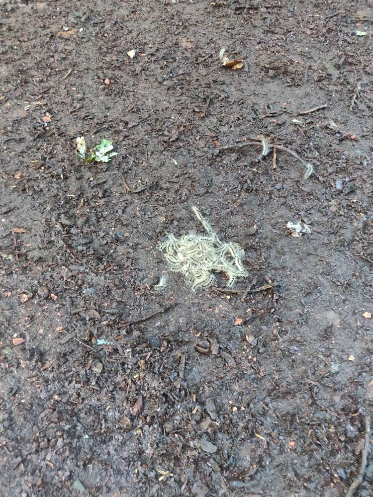 Giftköder-Eichenprozessionsspinner-Profilbild