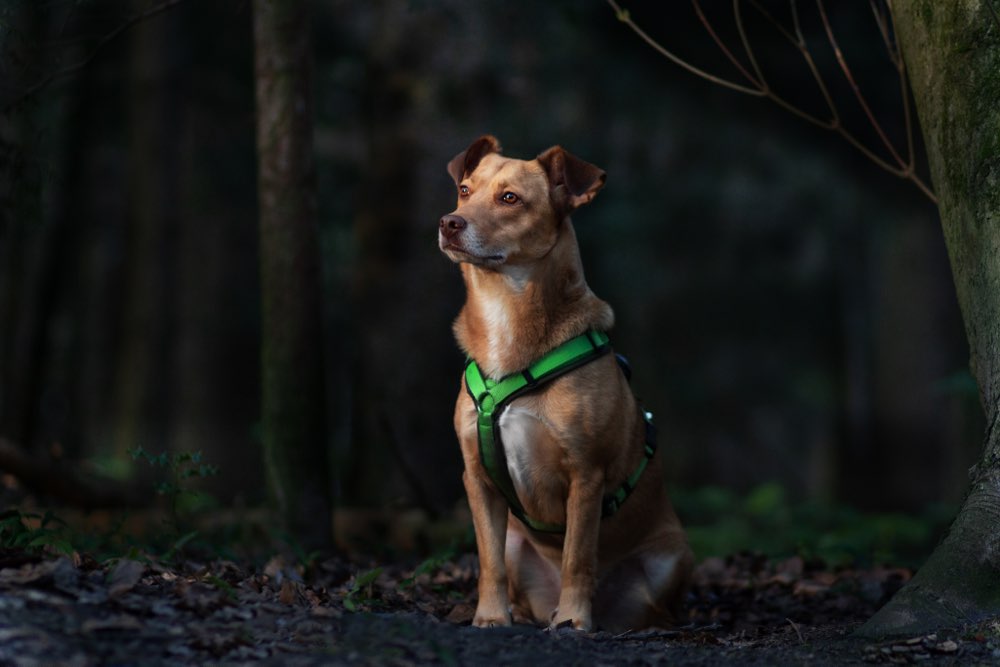 Hundetreffen-Gemeinsame Spaziergänge-Profilbild