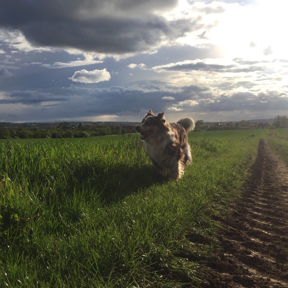 Hundetreffen-Gemeinsamer Spaziergang-Profilbild