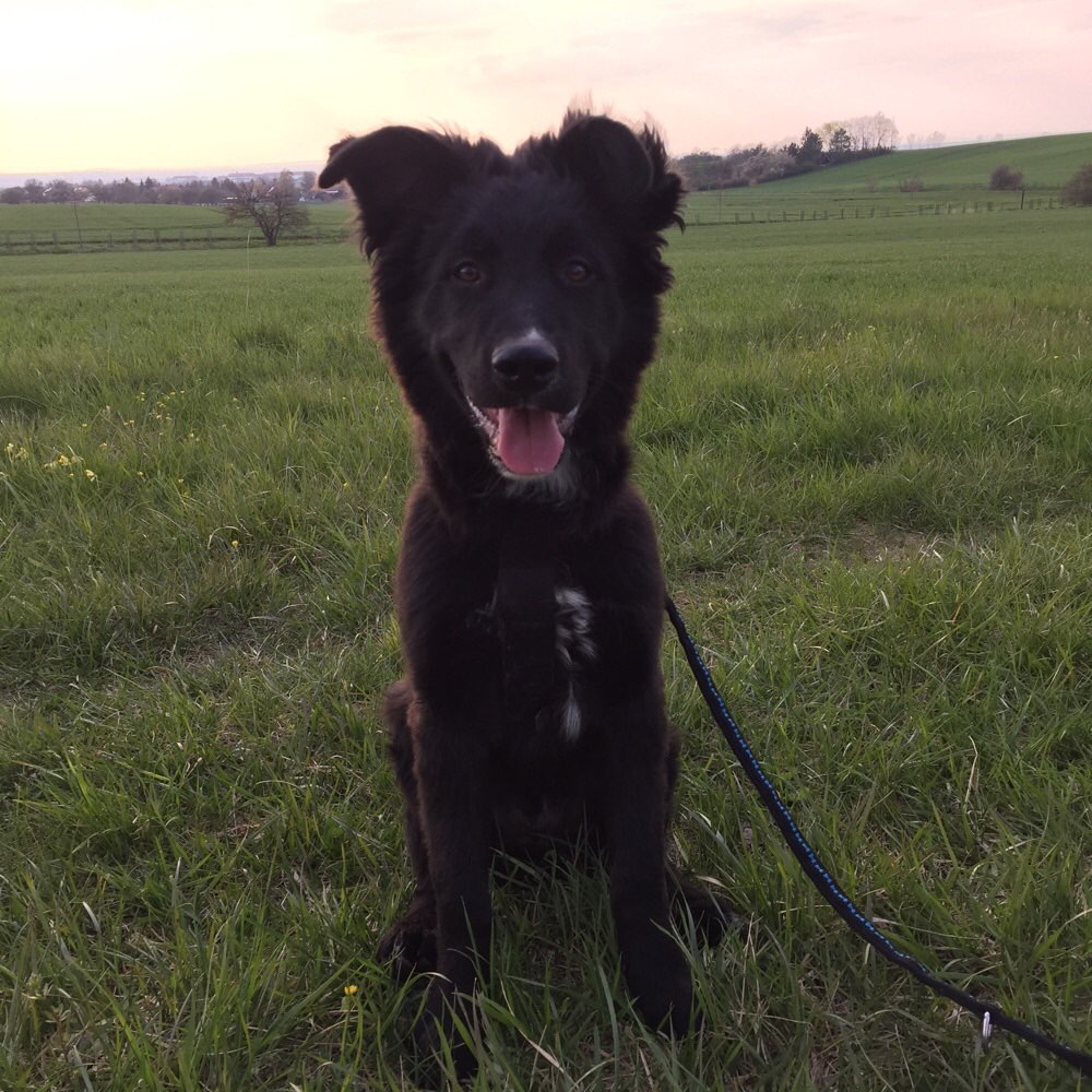 Hundetreffen-Spielrunde oder Gassi gehen-Profilbild