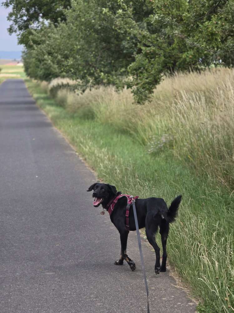 Hundetreffen-Gassirunde-Profilbild