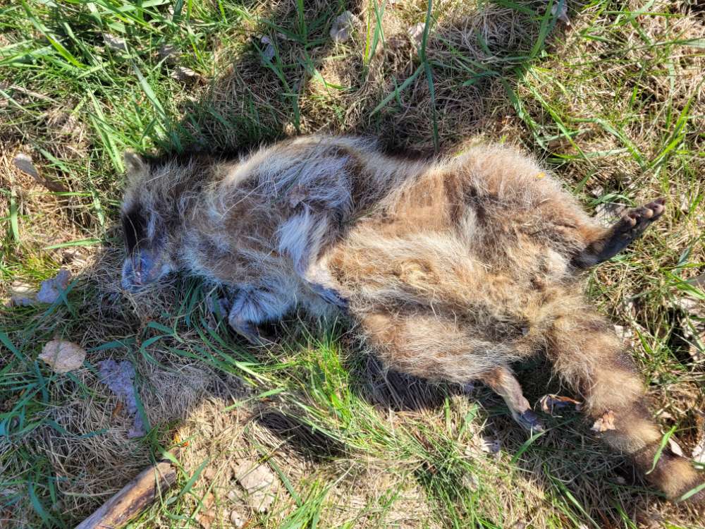 Giftköder-Toter Waschbär-Profilbild