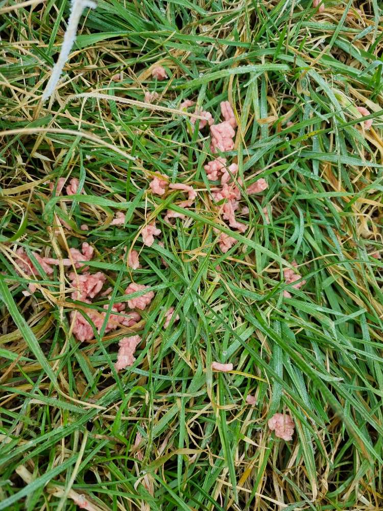 Giftköder-Rohes Hackfleisch-Profilbild