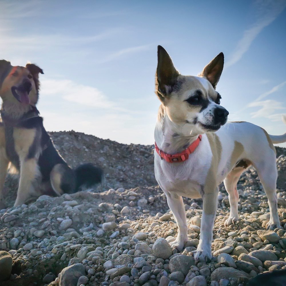 Hundetreffen-Entspannter Hundespaziergang für Mensch & Tier ☀️-Profilbild