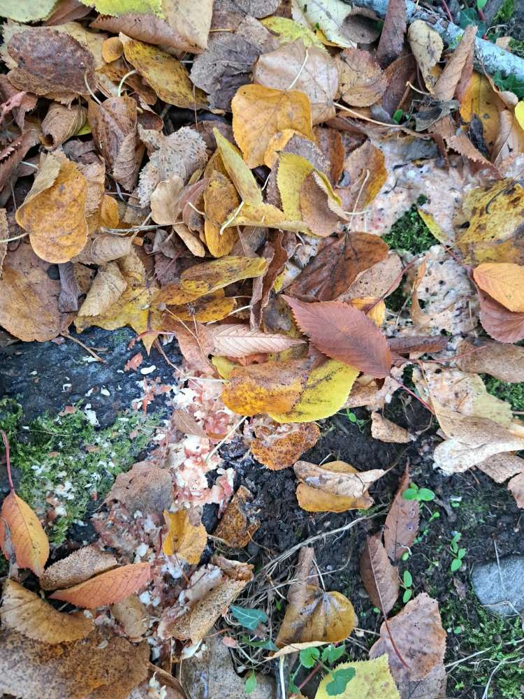 Giftköder-Verdacht auf Giftköder-Profilbild