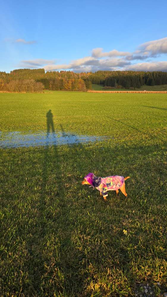 Hundetreffen-Sonntagsrunde-Profilbild