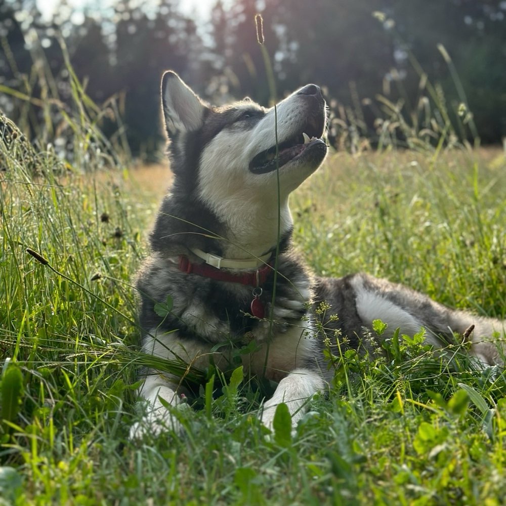 Hundetreffen-Spielfreunde gesucht-Profilbild
