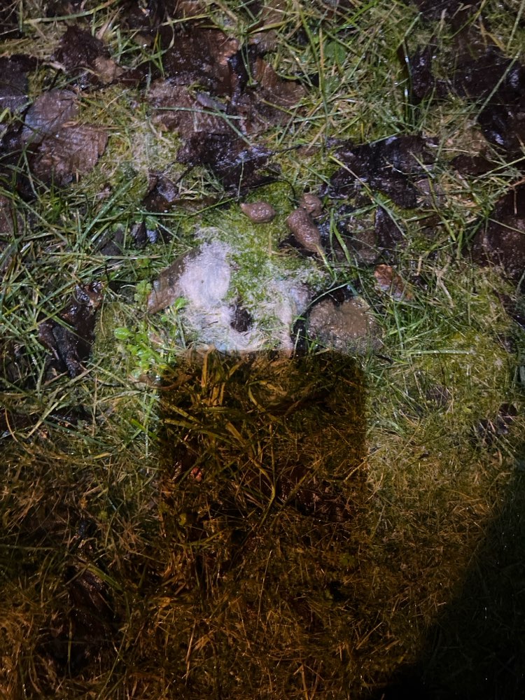 Giftköder-Eventuell Giftköder-Profilbild