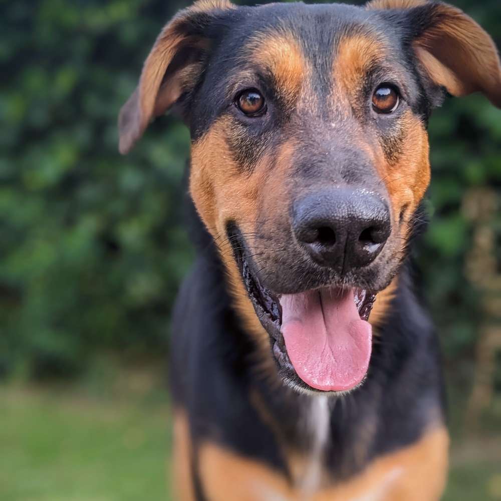 Hundetreffen-Gassi und Spielrunde-Profilbild