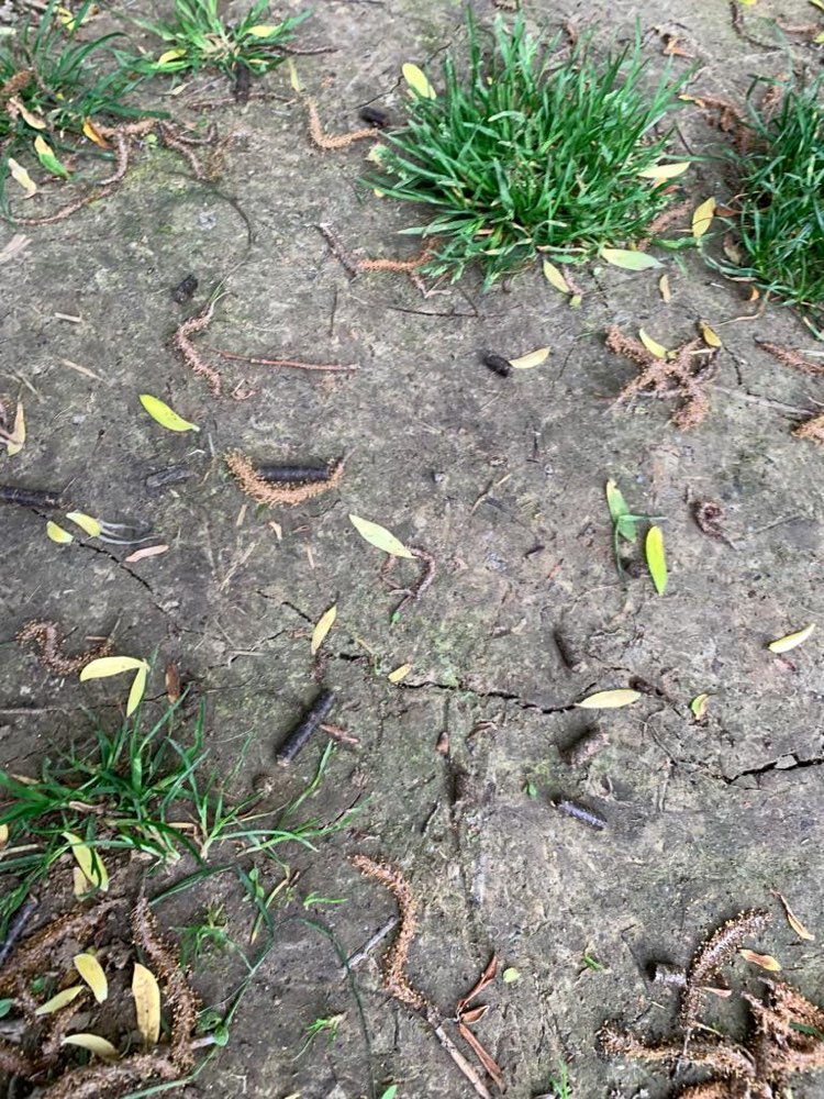 Giftköder-Pellets auf der Wiese am Urselbach-Profilbild