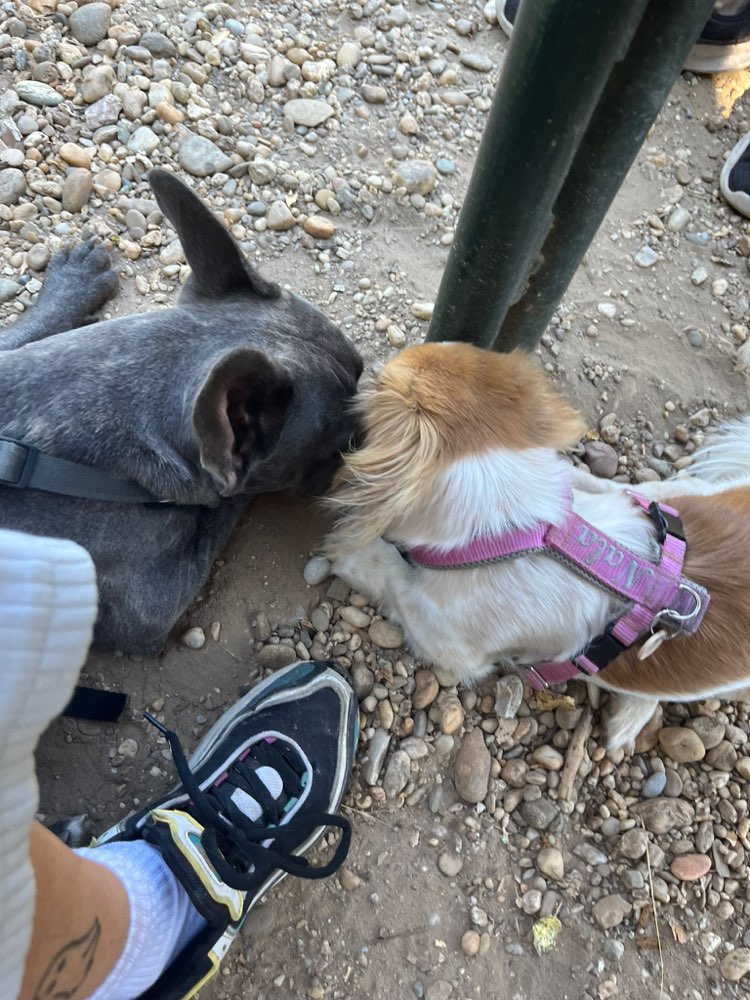 Hundetreffen-Spazieren und Spielen-Profilbild