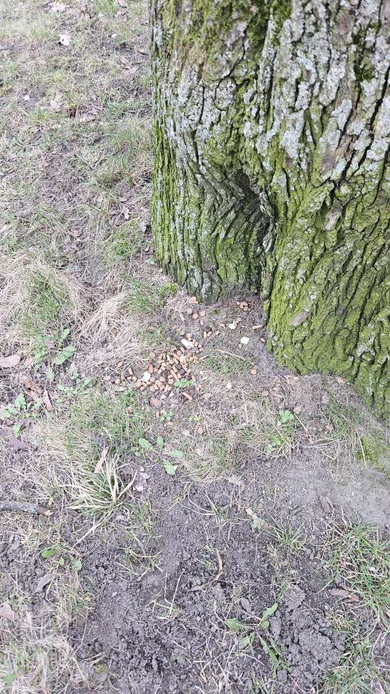 Giftköder-Hundefutter am Baum Oberseepark-Profilbild