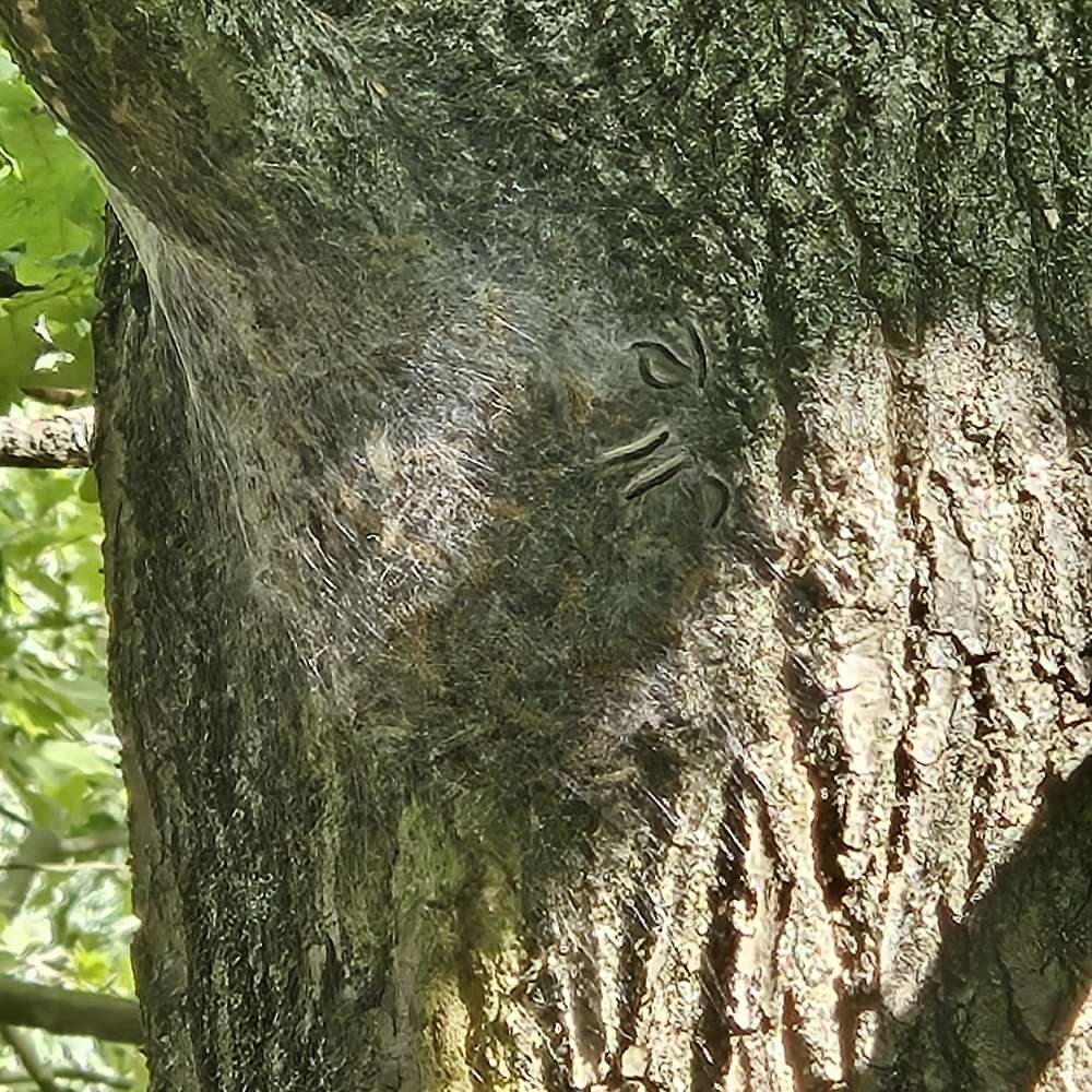 Giftköder-Eichenprozessionsspinner-Profilbild