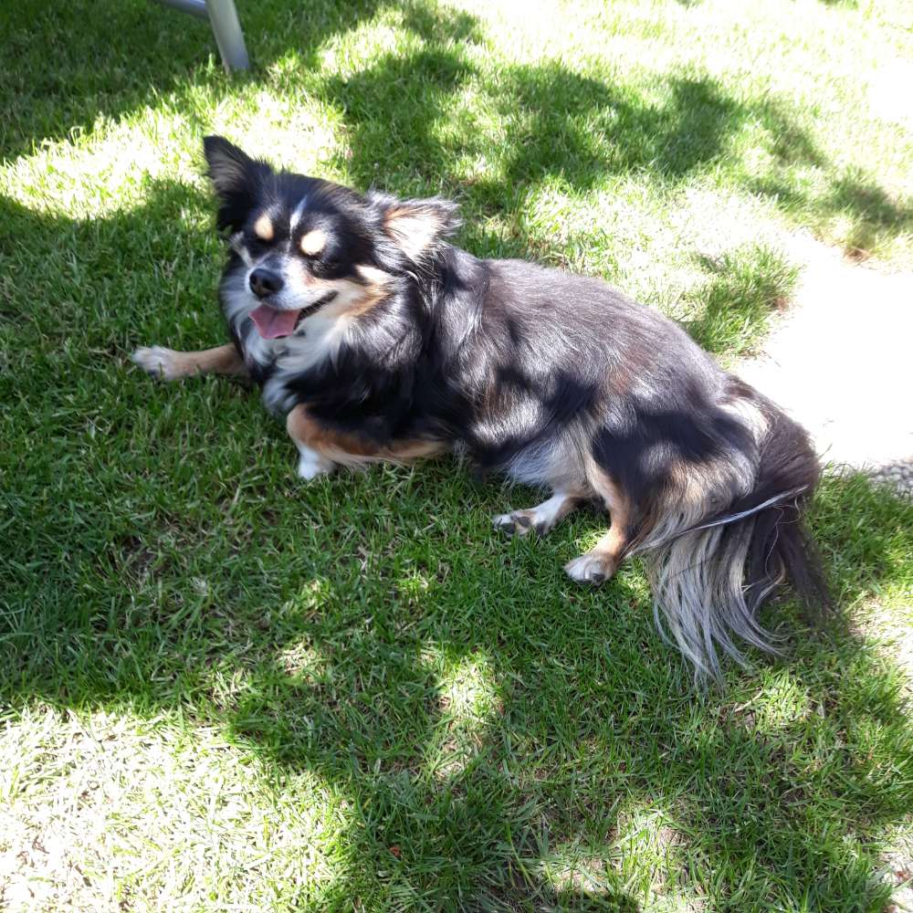 Hundetreffen-Henry braucht "nette" Hundekontakte. (Angsthund)-Profilbild