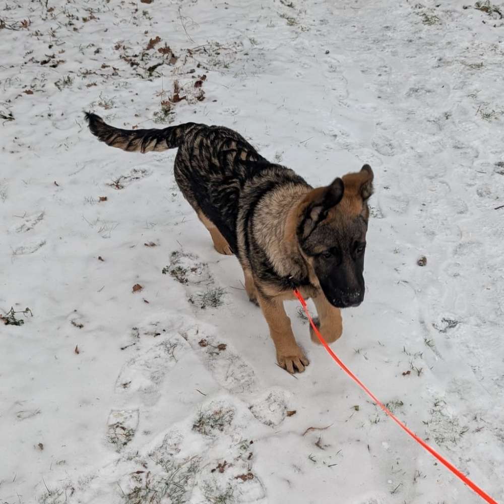 Hundetreffen-Welpentreffen in NB-Profilbild