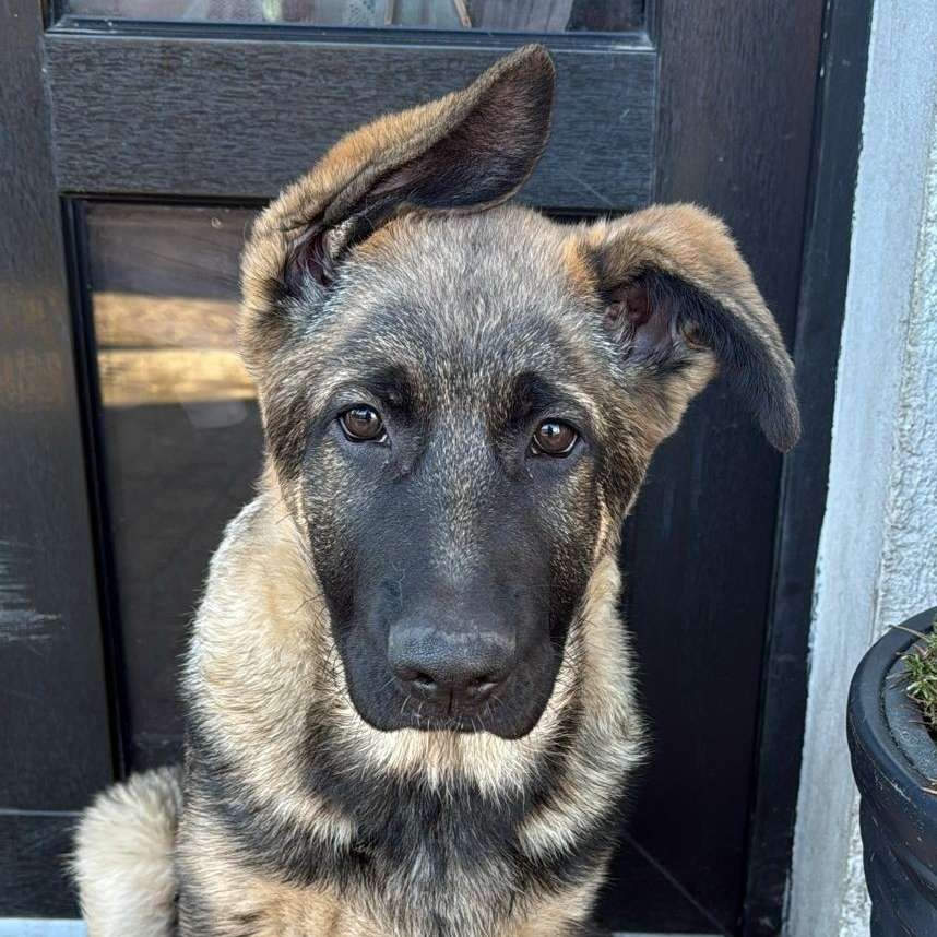 Hundetreffen-Welpentreffen in NB-Profilbild