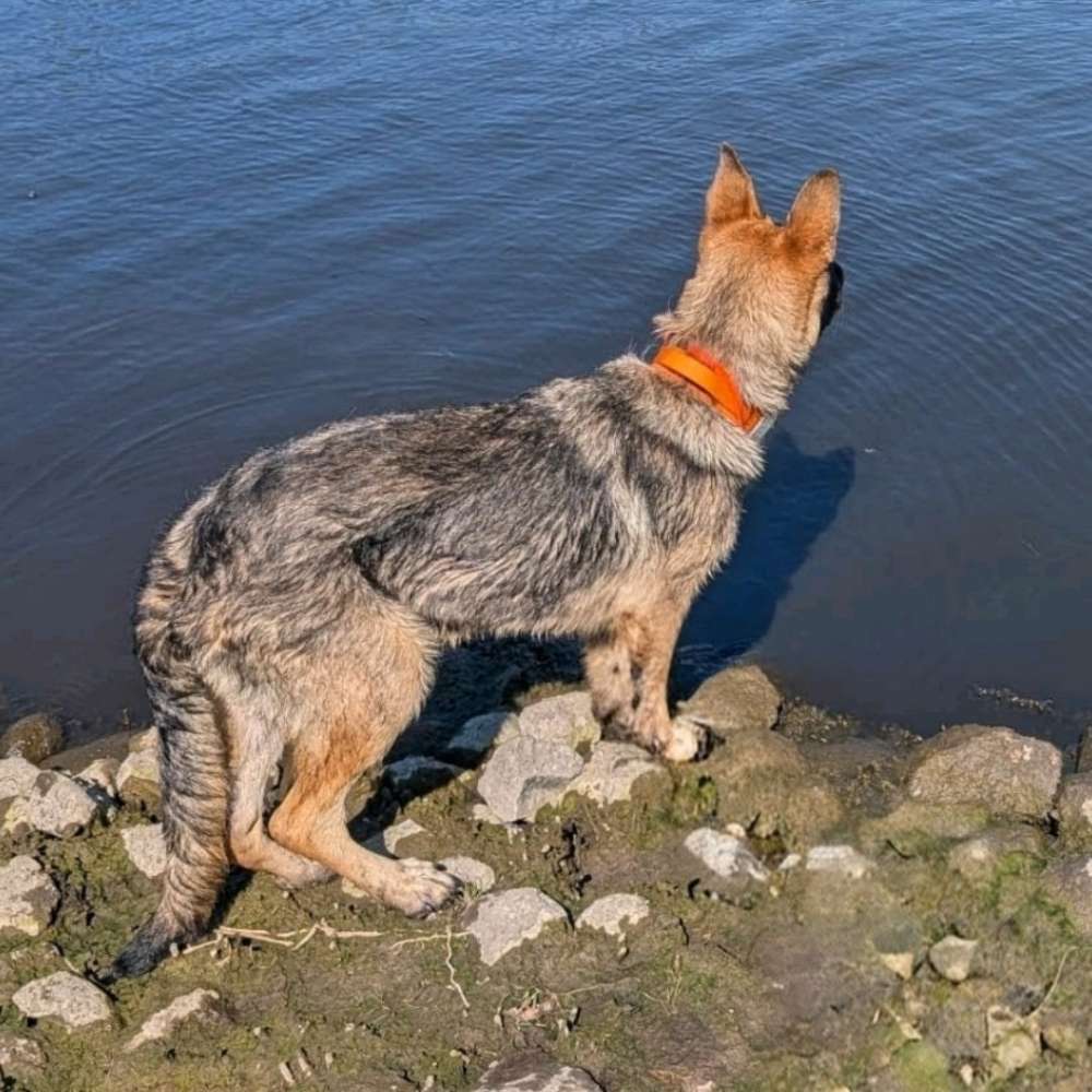 Hundetreffen-Junghunde Treffen in NB-Profilbild