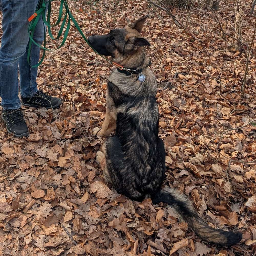 Hundetreffen-Junghunde Treffen in NB-Profilbild