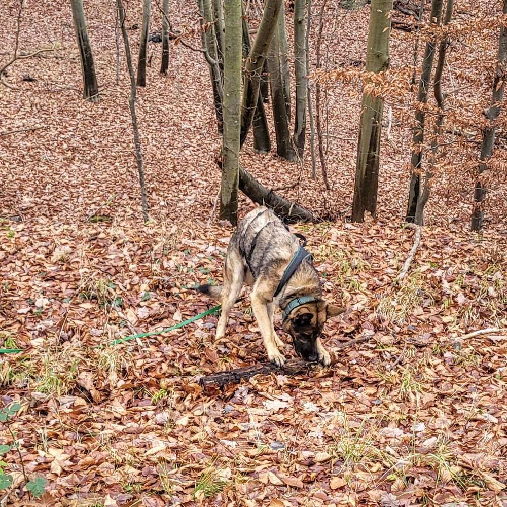 Hundetreffen-Hundetreff nach Absprache in NB-Profilbild