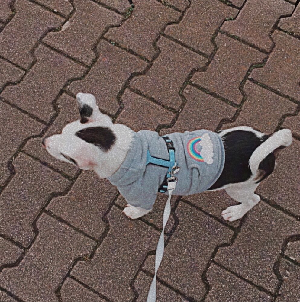 Hundetreffen-Welpenspiel/treffen-Profilbild