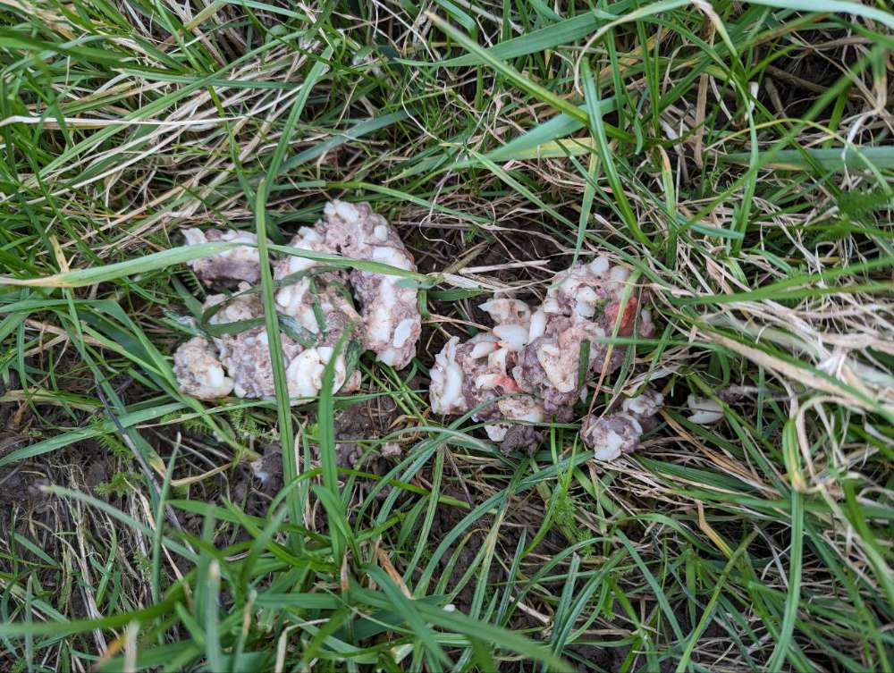 Giftköder-Möglicher Giftköder-Profilbild