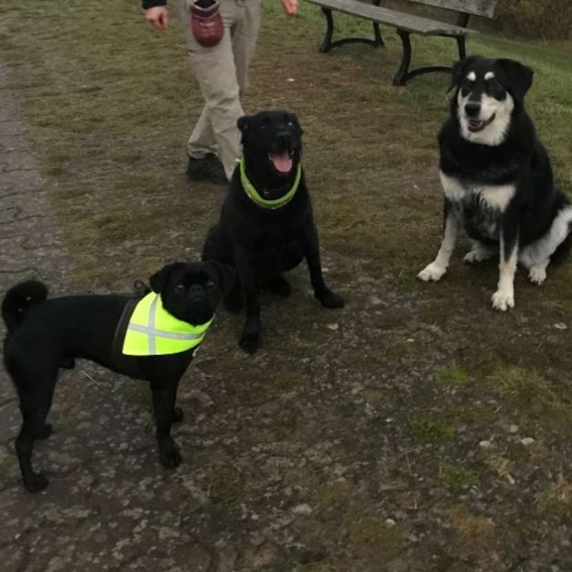 Hundetreffen-Hundespaziergang-Profilbild