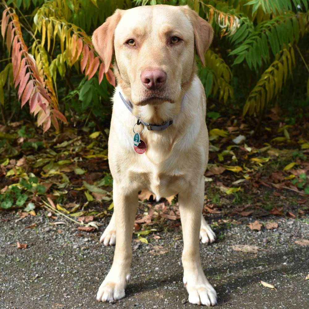 Hundetreffen-Trainingspartner und Spielfreunde gesucht-Profilbild