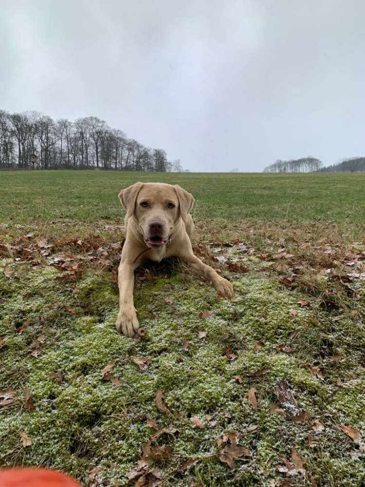 Hundetreffen-Gassi- und Spieltreff-Profilbild