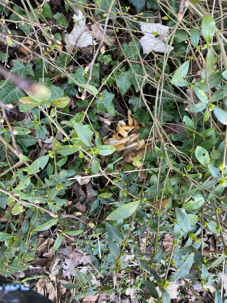 Giftköder-Mögliche Giftköder-Profilbild