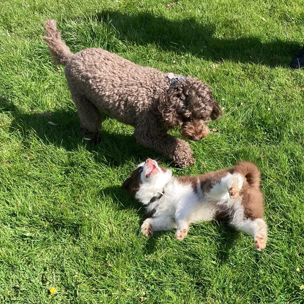 Hundetreffen-Welpen und Hundetreff (klein bis mittelgroß)-Profilbild