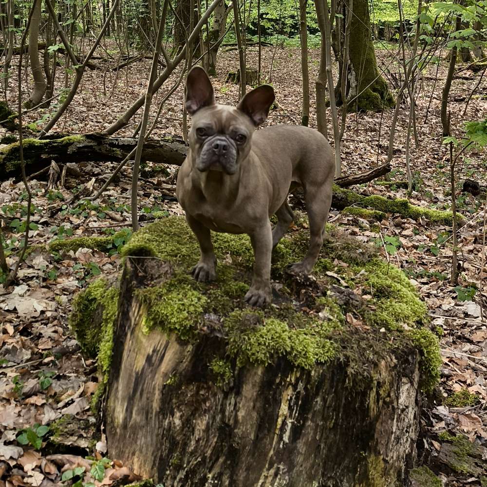 Hundetreffen-Französische Bulldoggen Runde-Profilbild