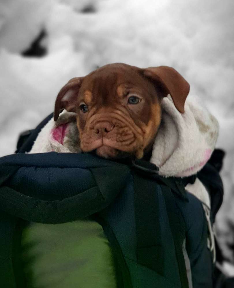 Hundetreffen-Welpen spiel Partner-Profilbild