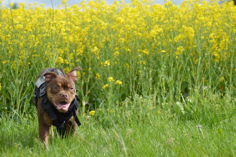 Hundetreffen-Suchen Souveränen hunde trainingspartner-Profilbild