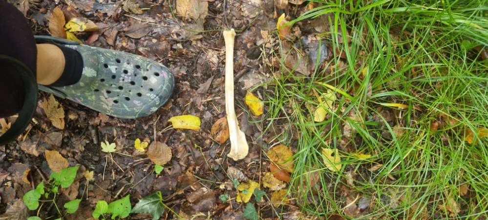 Giftköder-Kbochen im wald am wanderweg-Profilbild