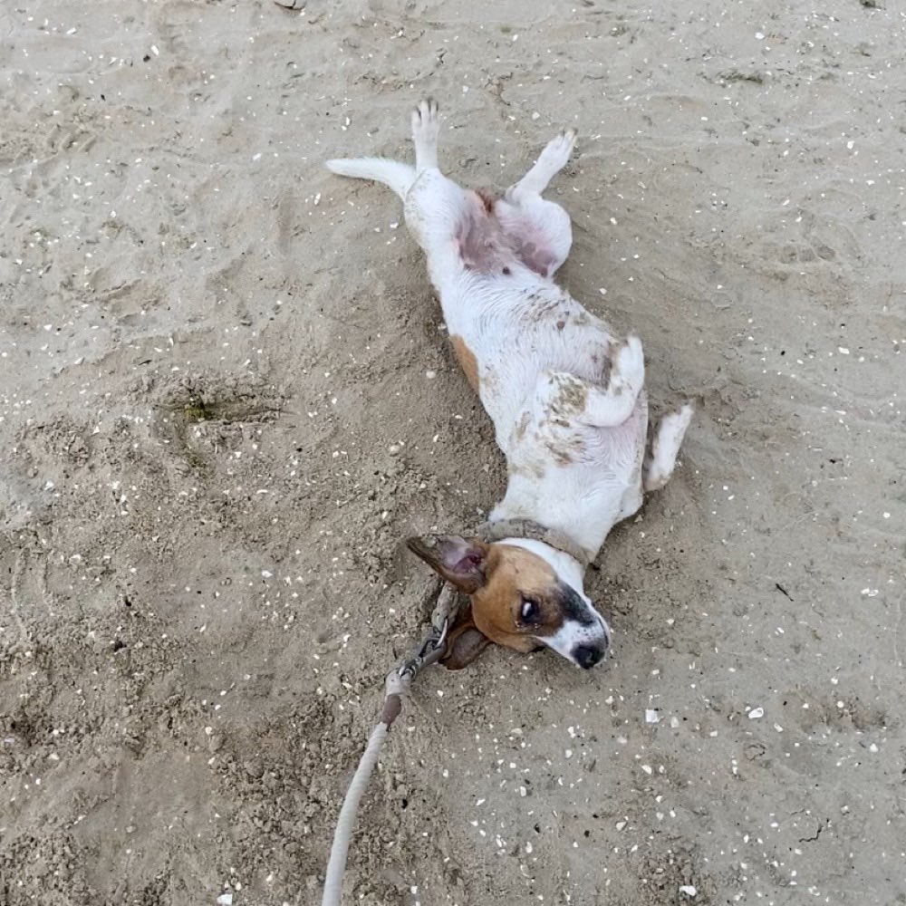 Hundetreffen-Hundetreff an der Elbe-Profilbild